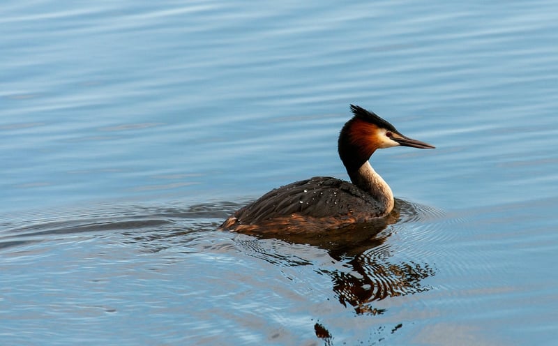 Bird Watching Image