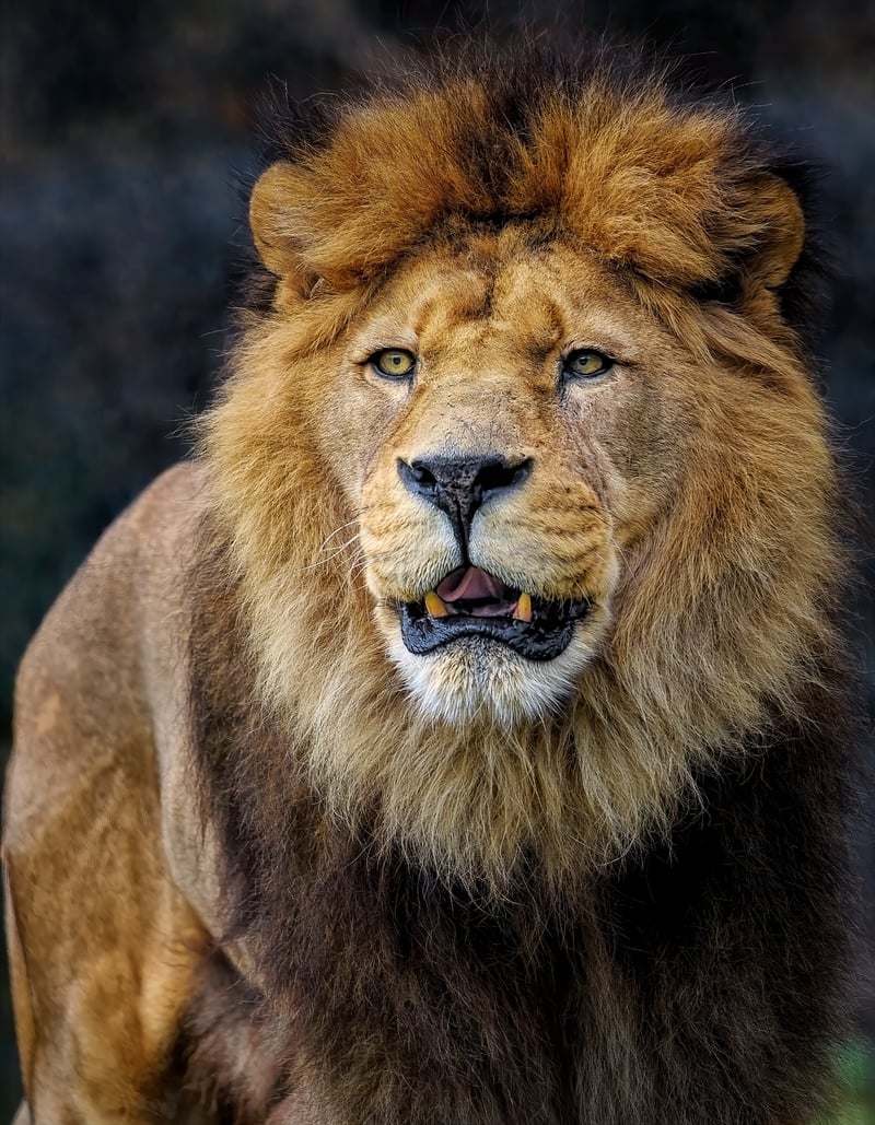Lion in the wild